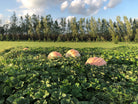 Giant pumpkins growing in patch