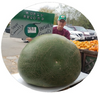 470.50 Connolly 2020 World Record Bushel Gourd