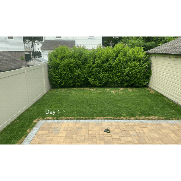 Essential lawn fertilizer before and after
