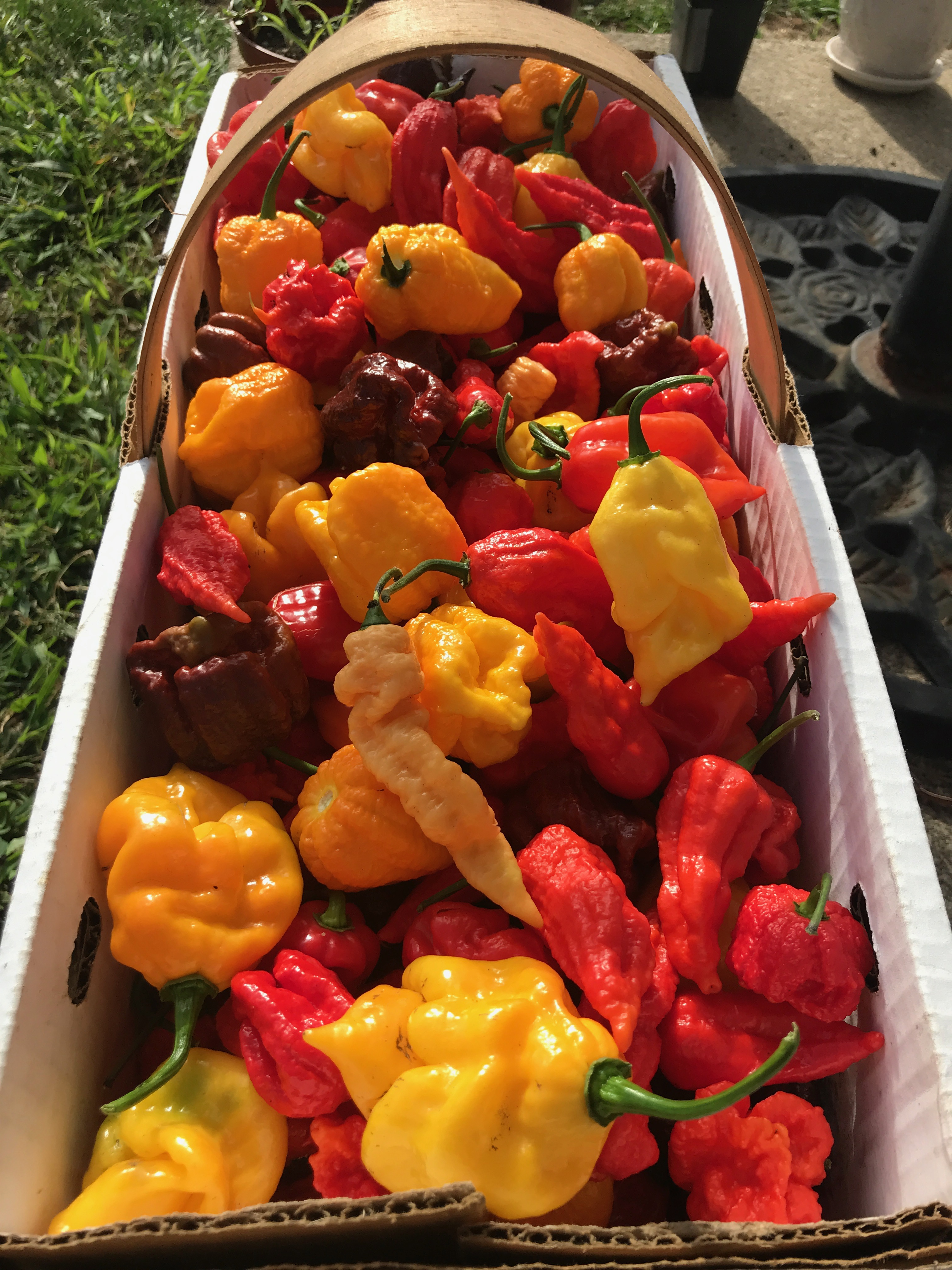 Basket of hot peppers