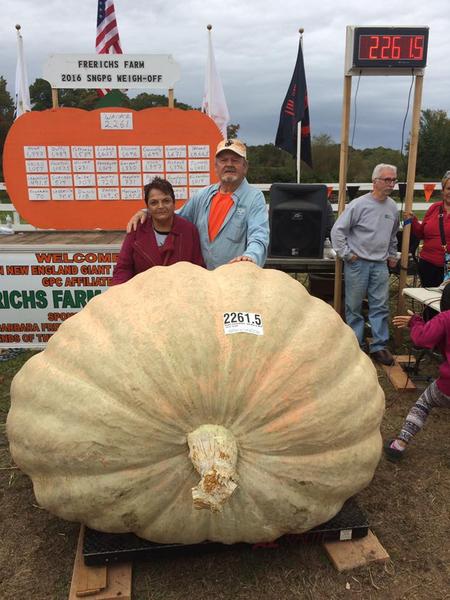 2226 pound Giant Pumpkin on scale