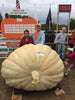 Ultimate WOW Giant Pumpkin Germination & Growing Kit  Wallace Organic Wonder
