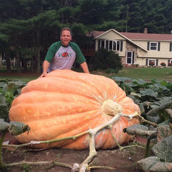 Giant Pumpkin Wallace Organic Wonder
