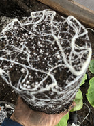 Roots With Azos Nitrogen Fixing bacteria