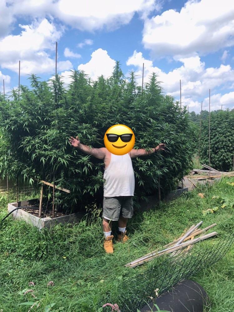 weed grower in field 