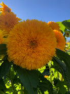 giant sunflower
