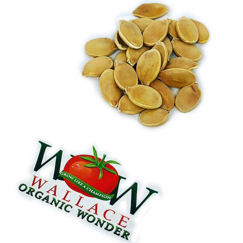 Giant Pumpkin Seeds Worlds Biggest from | Wallace's Whoppers – Wallace ...