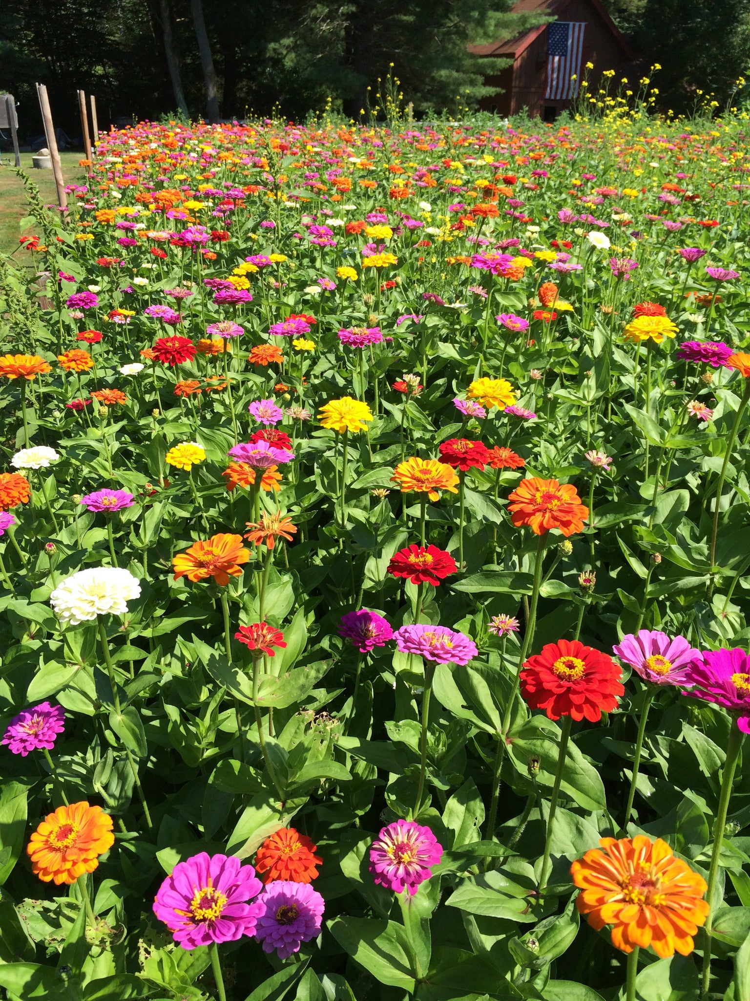 WOW Soil And Plant Booster used on Zinnias 