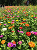 WOW Soil And Plant Booster used on Zinnias 